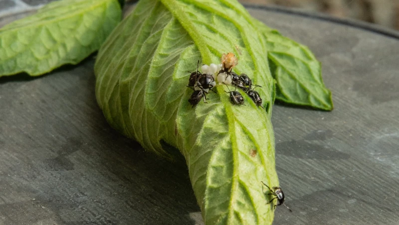 Protect Your Tomato Plants from Devastating Flea Beetles Using Items You Already Have