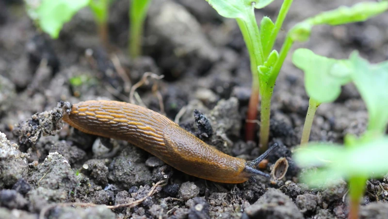 Discover the Secret Weapon for Banishing Slugs and Snails from Your Garden