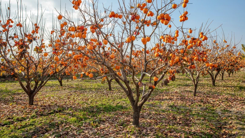 Discover the Perfect Season for Planting Persimmon Tree Seeds