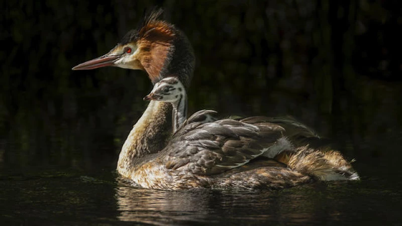 "Bizarre Vomiting Bird" Takes Home Title in New Zealand's Spectacular Avian Beauty Competition