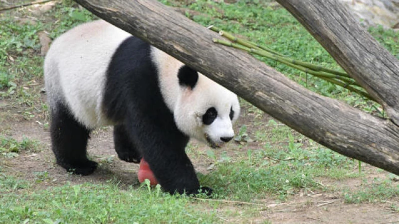 "Xi Jinping hints at a possible surge in panda diplomacy between China and the U.S."