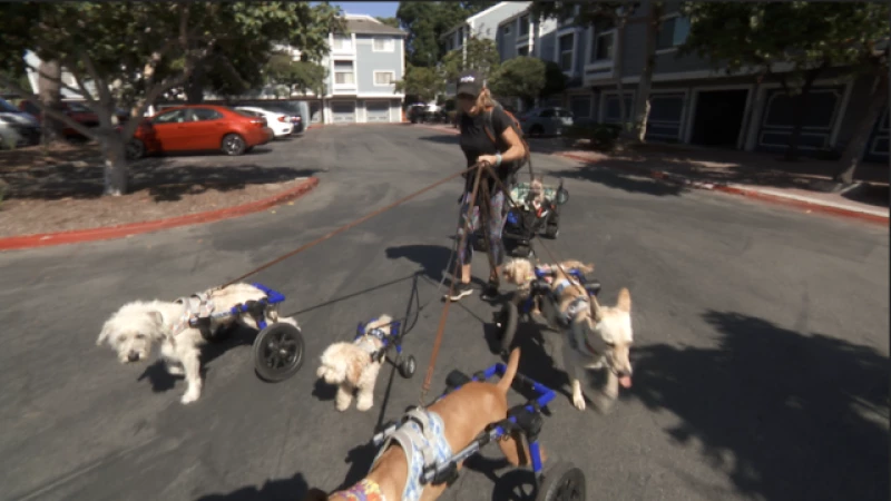"From Disabilities to Therapy: One Woman's Journey of Transforming 7 Dogs into a Powerful Pack"