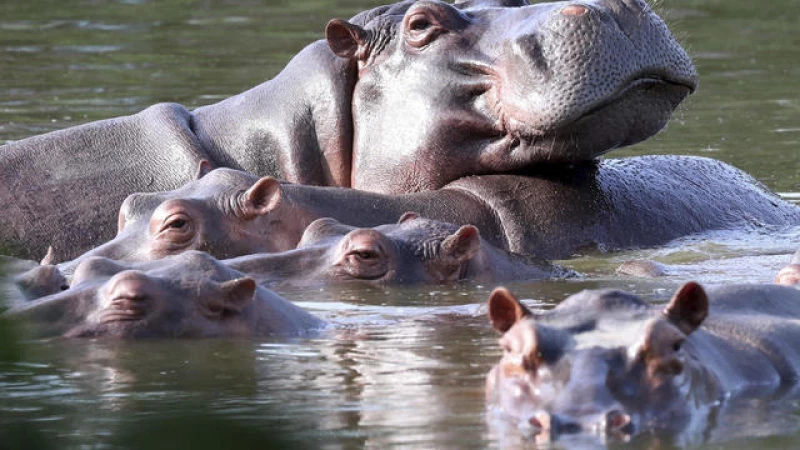 Colombia's Bold Move: Sterilizing Pablo Escobar's Descendant Hippos