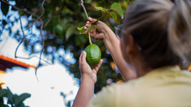 Discover the Secret to Growing Avocado Trees: When Will Your Tree Bear Fruit?