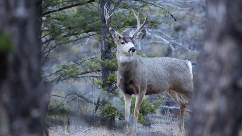 Officials: "Zombie" Deer Disease Unearthed in Yellowstone, Posing Grave Danger