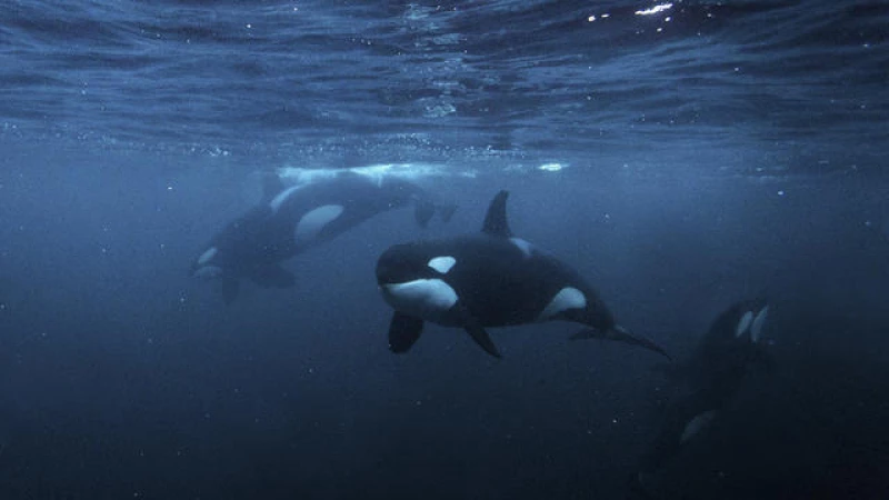Can thrash metal save you from killer whale boat attacks?