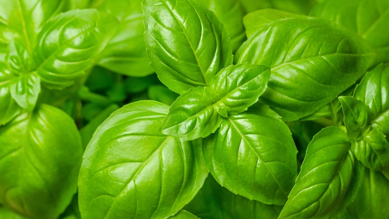 9 Compelling Reasons to Immediately Include Basil in Your Garden