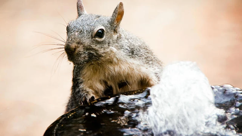 Endangered Squirrels: Washington's Latest Species in Peril
