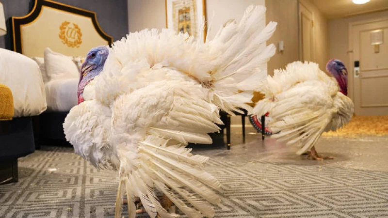 "Biden's Unforgettable 76th Turkey Pardon Ceremony: A Feast for the Senses!"