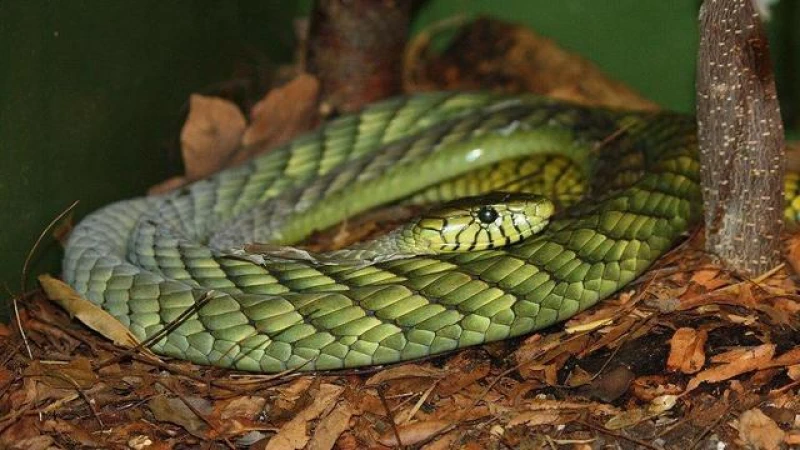 Residents alerted as deadly green mamba slithers into the neighborhood