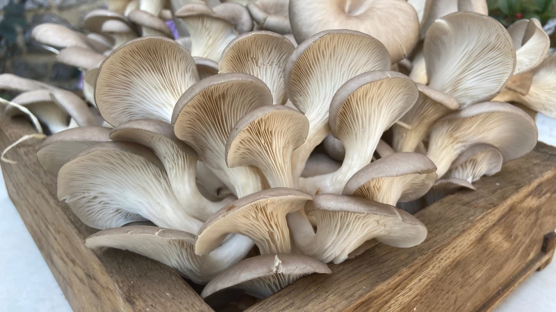 Unveiling the Hidden Ingredient for Thriving Homegrown Mushrooms