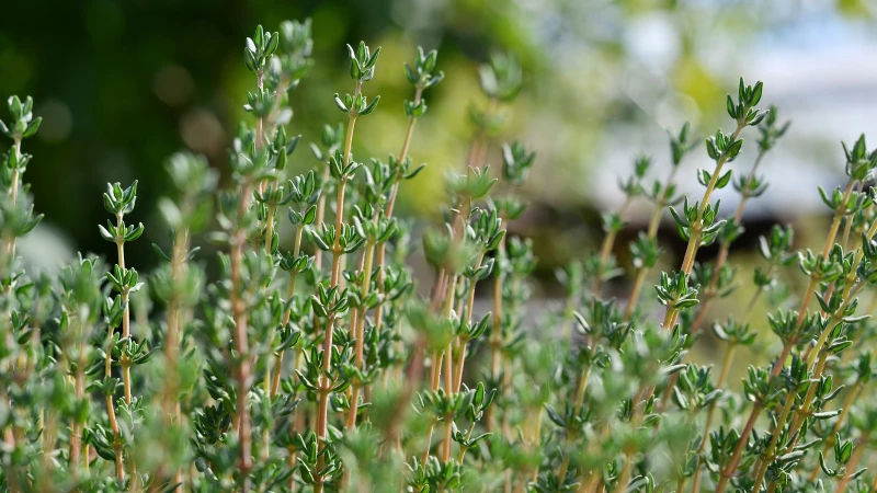 Winter Thyme: Essential Tips to Keep Your Herb Thriving!