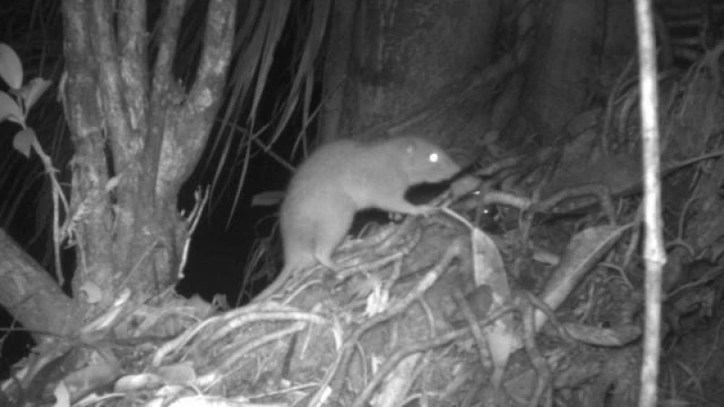First-ever sighting of colossal rat captured on film