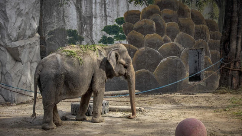 Heartbreaking News: Tragic Demise of the World's Most Desolate Elephant