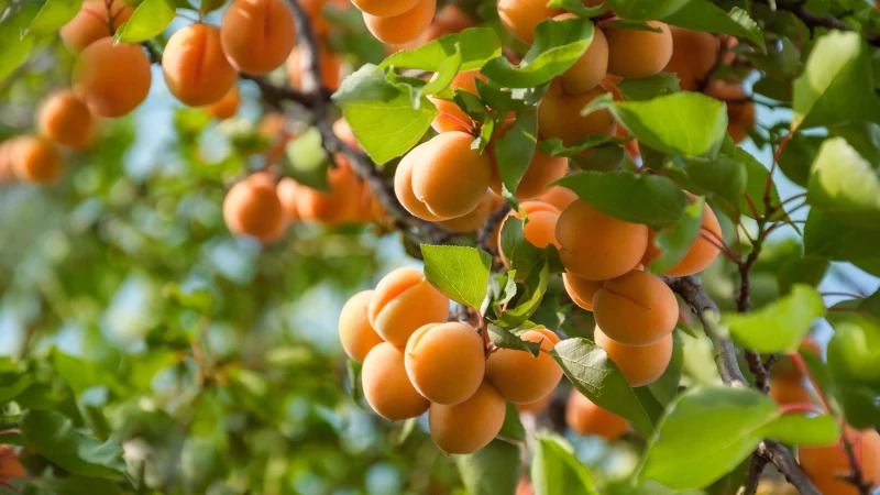 Don't Make the Same Mistake: The Key to Successfully Planting an Apricot Tree