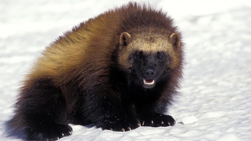 "Wolverines on the Brink: Declared Threatened Species under the Endangered Species Act"