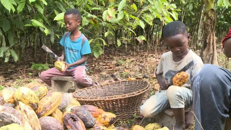 Investigation uncovers shocking truth: Child labor exploited in cocoa production by major candy company