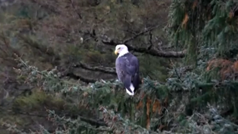 Critics warn of copper mine project jeopardizing Alaska's iconic bald eagle preserve