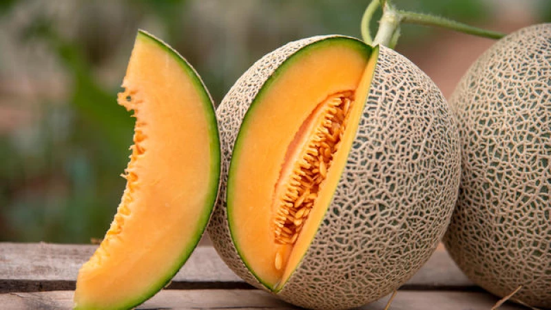 Get the latest updates on the lethal cantaloupe salmonella crisis!