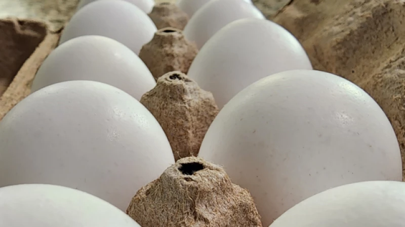 Federal Jury Orders Egg Suppliers to Pay $17.7 Million for Shameless Price Gouging
