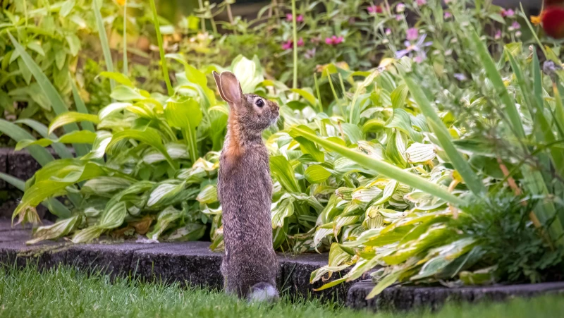 Discover the Incredible Power of Baking Soda: The Ultimate Solution to Protect Your Garden from Hungry Rabbits