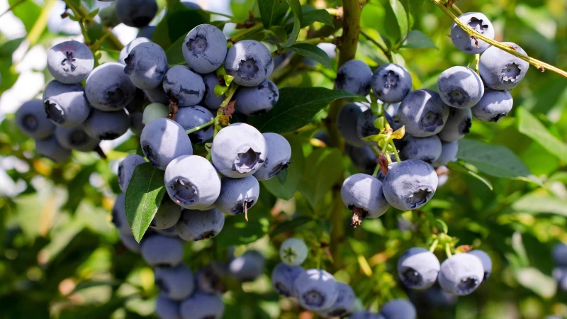 Avoid These Common Mistakes When Growing Blueberry Bushes