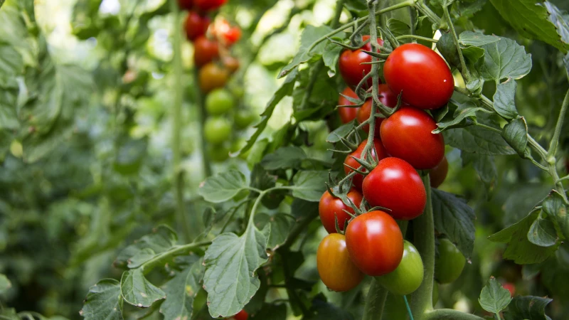 "10 Devastating Tomato Pests That Will Destroy Your Garden!"