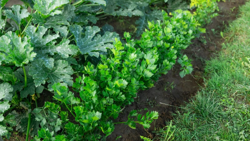 Discover the Challenges of Cultivating this Trendy Vegetable in Your Backyard