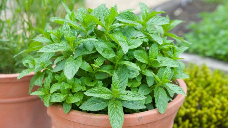 Winter Care Tips for Happy and Healthy Mint Plants