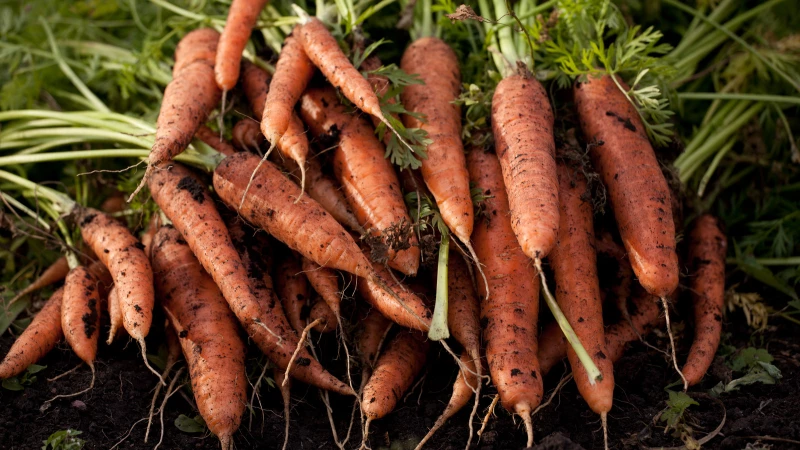 Avoid These Common Winter Carrot Growing Mistakes and Enjoy Delicious Harvests
