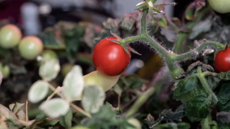 Astronauts Rediscover Long-Lost Space Tomato After 8 Months