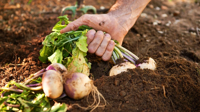 "Master the Art of Winter Gardening: Foolproof Tips for Abundant Turnips All Season Long!"
