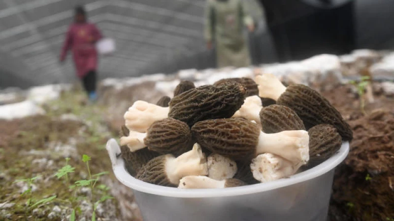 Unveiling the Enigma: Beware of the Mysterious Morel Mushrooms Linked to Deadly Food Poisoning Outbreak