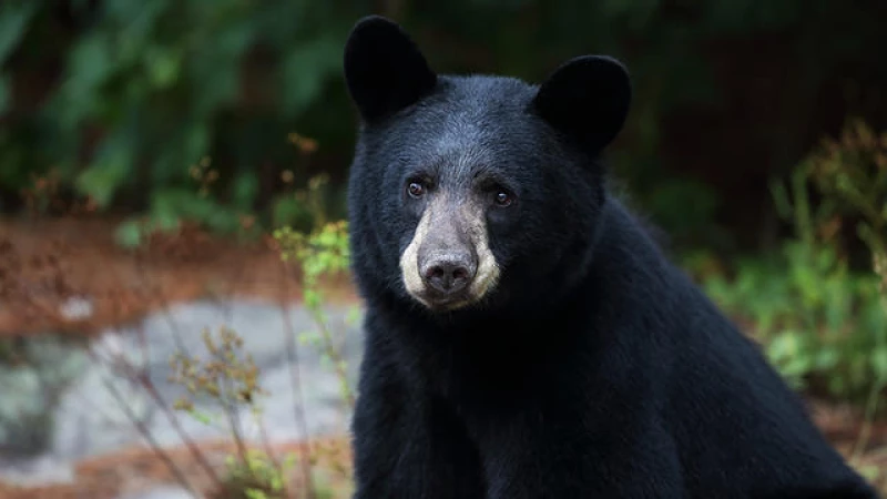 Man Attacked by Bear in Dramatic "Standoff with His Dog" Ends in Fatal Consequence