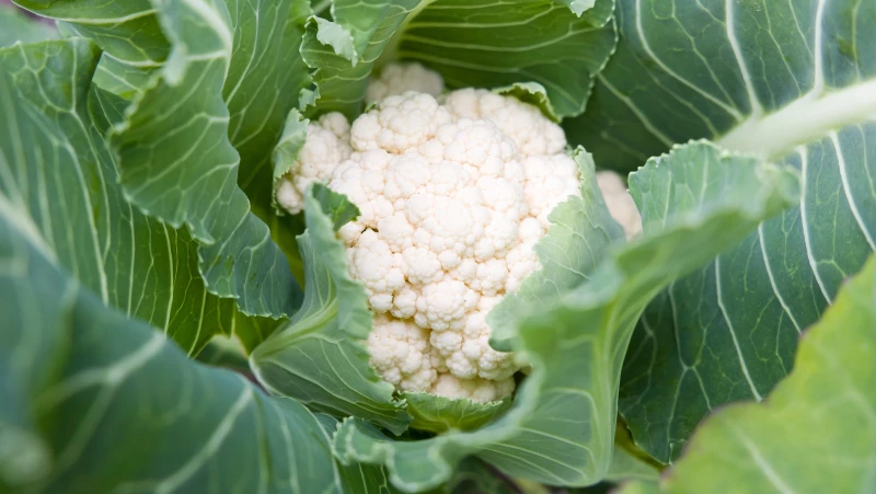 Can Cauliflower Survive the Winter? The Fate of Your Garden Lies in the Temperature