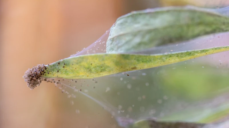 Discover the Ultimate Solution to Spider-Mite-Free Houseplants: Castile Soap
