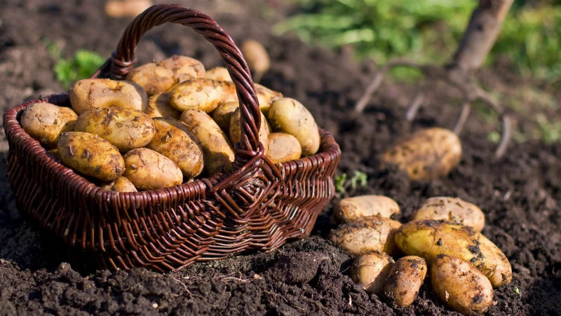 The One Gardening Mistake That Ruins Your Potato Harvest