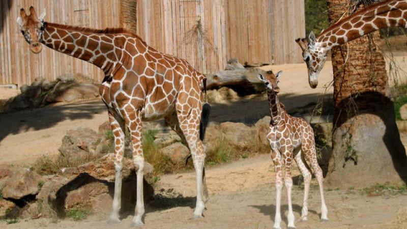 Tragic Loss: Adorable Baby Giraffe's Life Cut Short at North Carolina Zoo