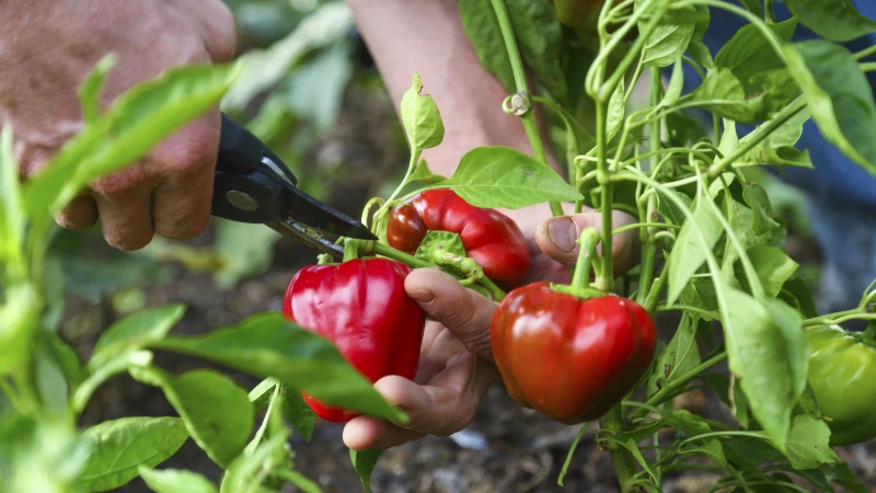 Avoid This Major Mistake When Growing Peppers in Your Garden - Expert Tips from House Digest's Master Gardener