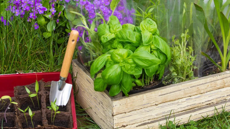 Plant Basil in Your Garden for a Flavorful Harvest: Discover the Perfect Time of Year!