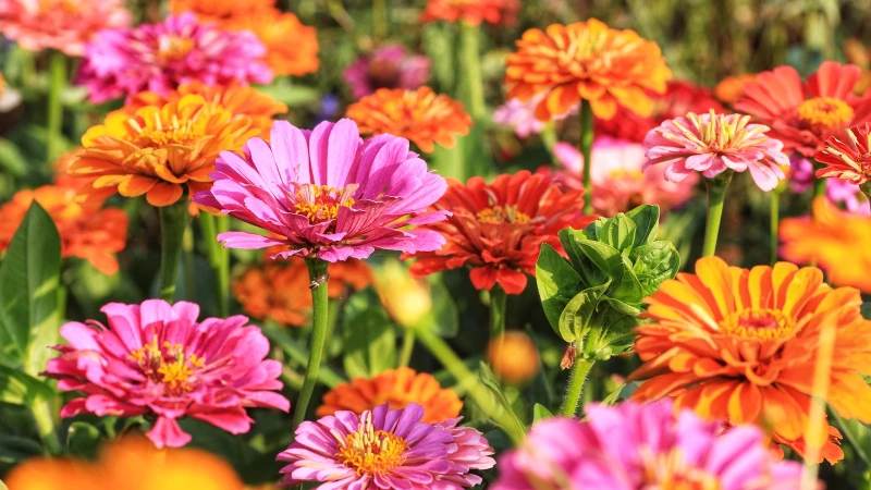 Discover the Perfect Herb to Pair with Zinnias for a Garden Bursting with Flavor