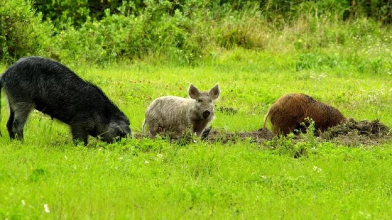 Giant Super Pigs on the Verge of Invading America