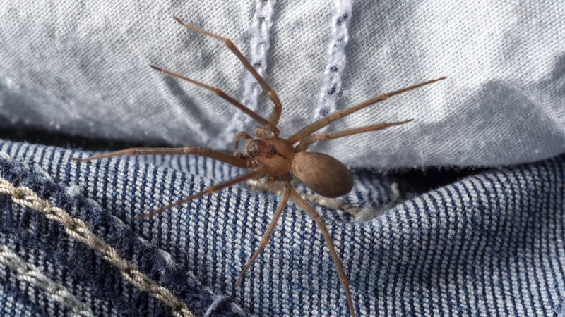 Discover the Astonishing Power of Boric Acid in Eliminating Brown Recluse Spiders from Your Home
