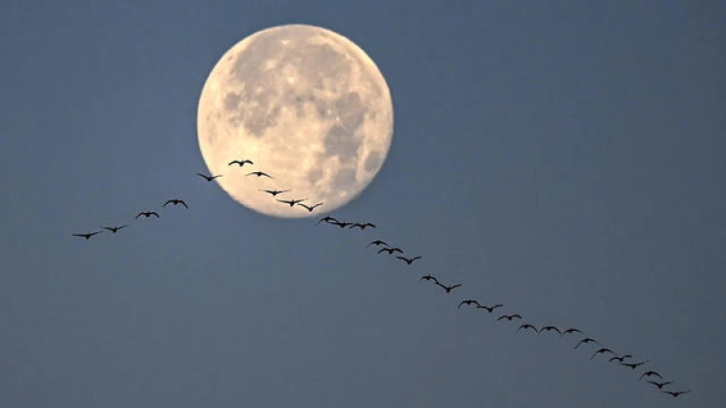 Don't Miss the Spectacular Cold Moon: The Longest and Final Full Moon of 2023