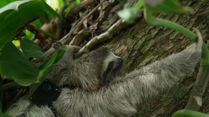 Sloths defy survival of the fittest in the most unexpected way