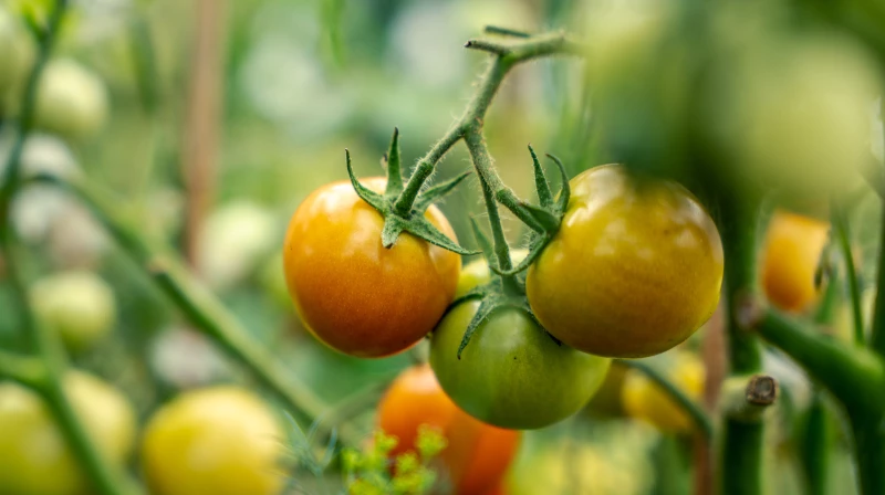 Discover the Fascinating Explanation Behind Your Summer Tomato Troubles