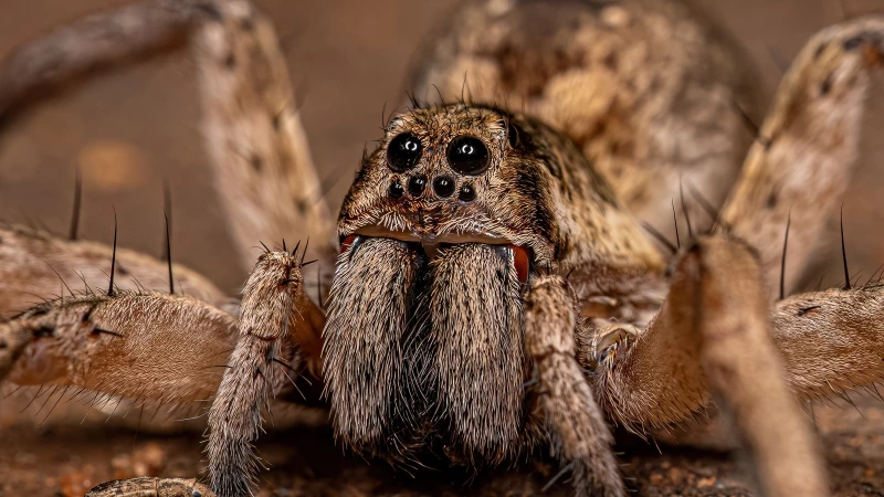 Is it True? Green Light: The Ultimate Magnet for Wolf Spiders?