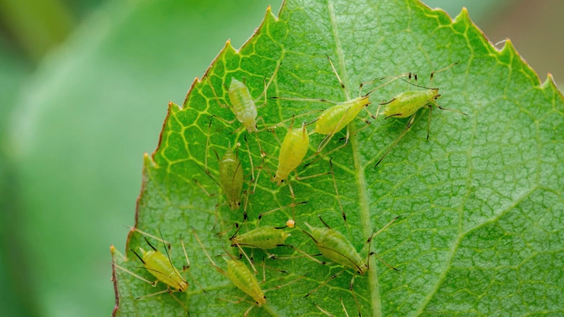 Say Goodbye to Annoying Aphids with This Genius Hack