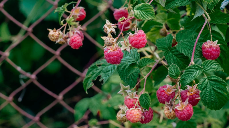 Discover the Perfect Season for Planting a Raspberry Bush in Your Garden