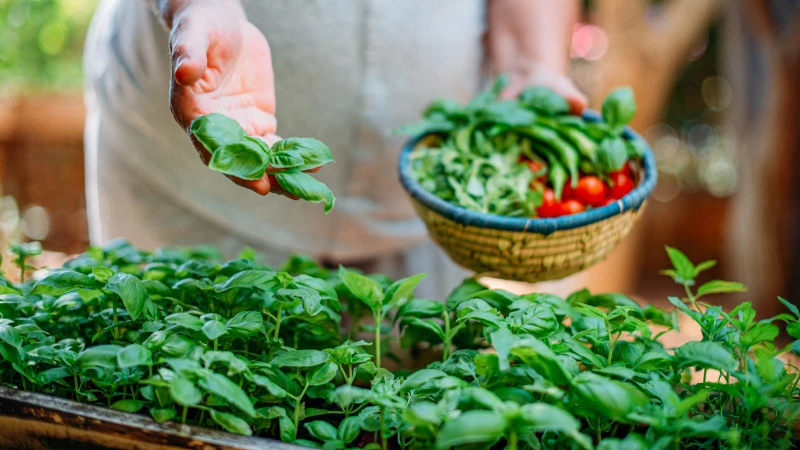 Unlock the Secrets: The Essential Step to Take After Purchasing a Basil Plant for Your Herb Garden